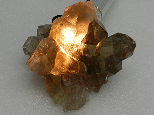 gallery/golden-rutlie-2 star